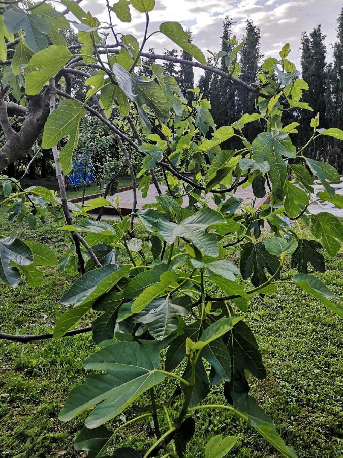 Can Resiu Seriñá Bagian luar foto